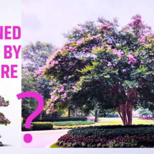 Contained by Nurture